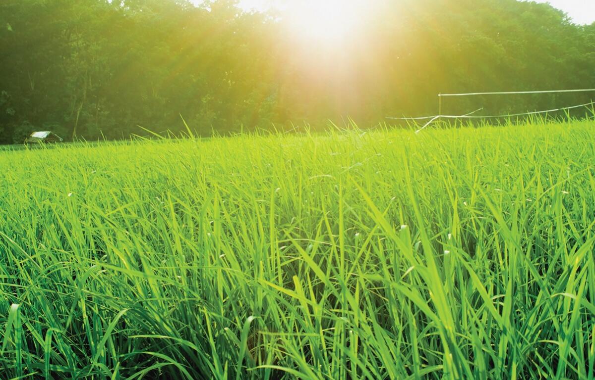 Sunshine on a field of grass