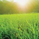 Sunshine on a field of grass