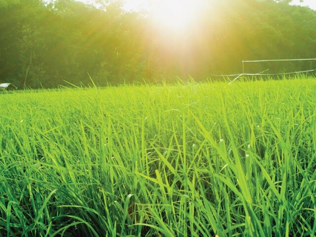 Sunshine on a field of grass