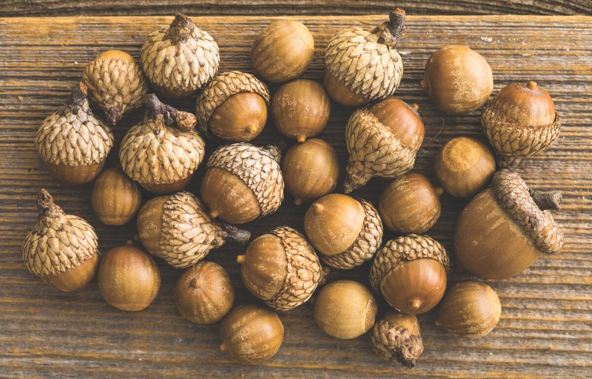 Up close of acorns