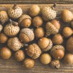 Up close of acorns