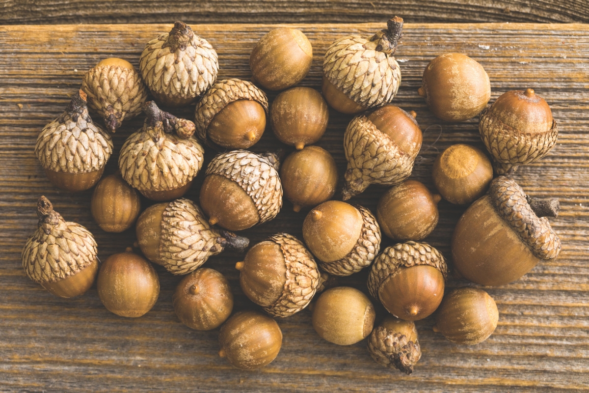 Up close of acorns