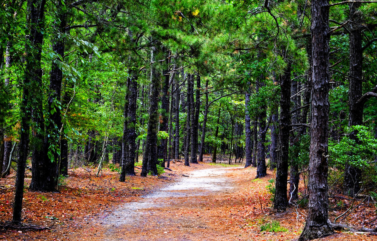 Forest trees landscape.