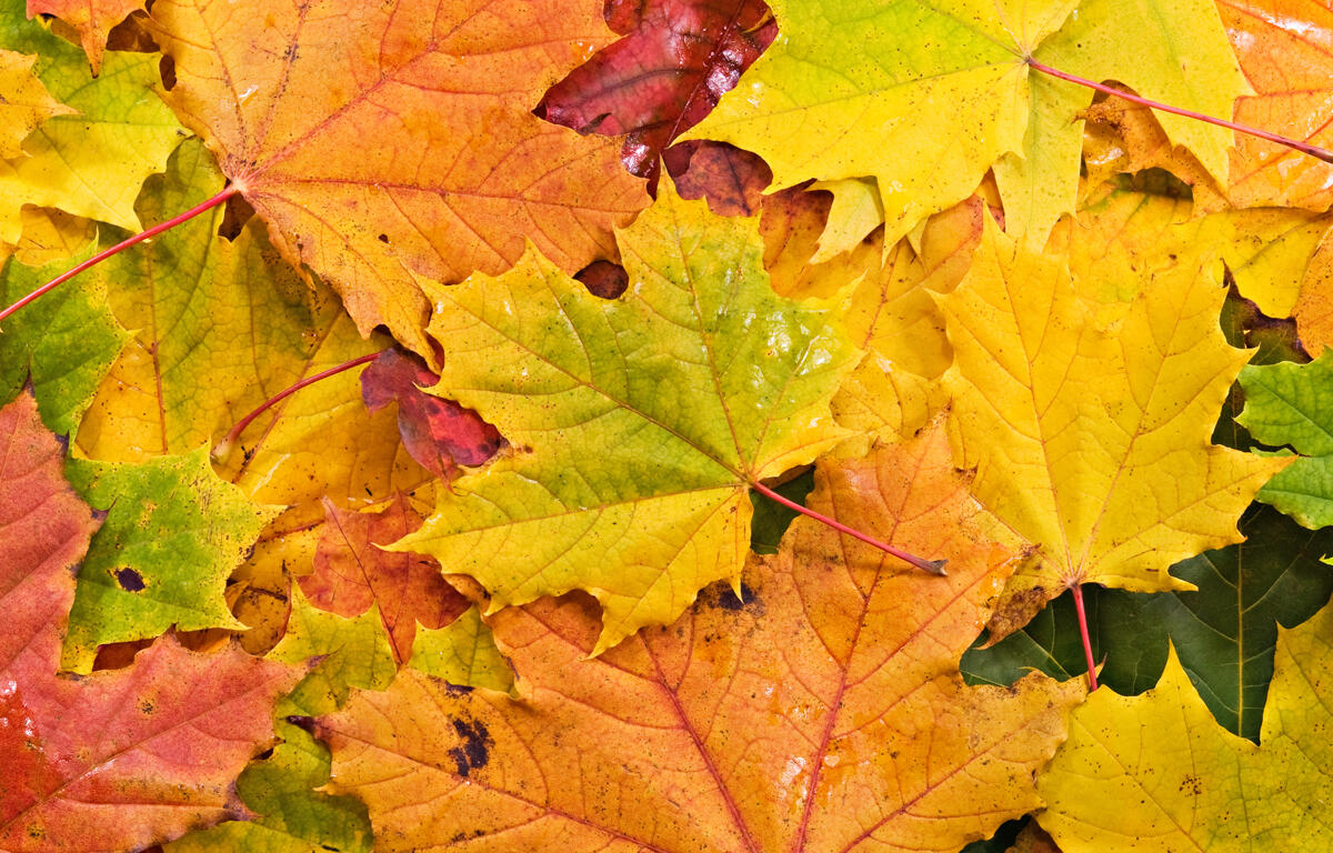 Colored background of fallen autumn leaves