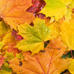 Colored background of fallen autumn leaves