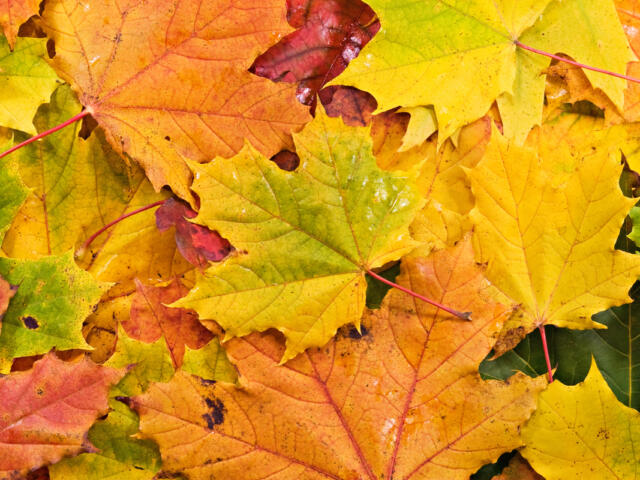 Colored background of fallen autumn leaves