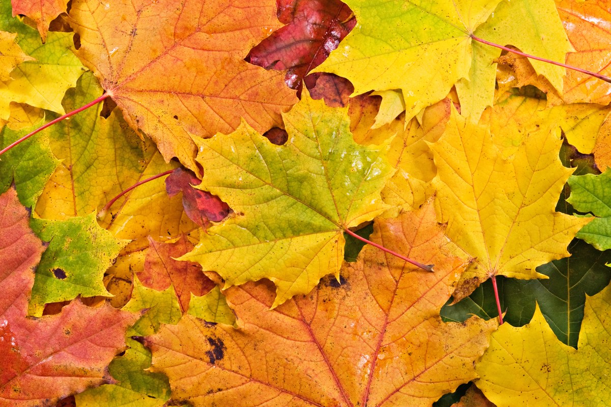 Colored background of fallen autumn leaves
