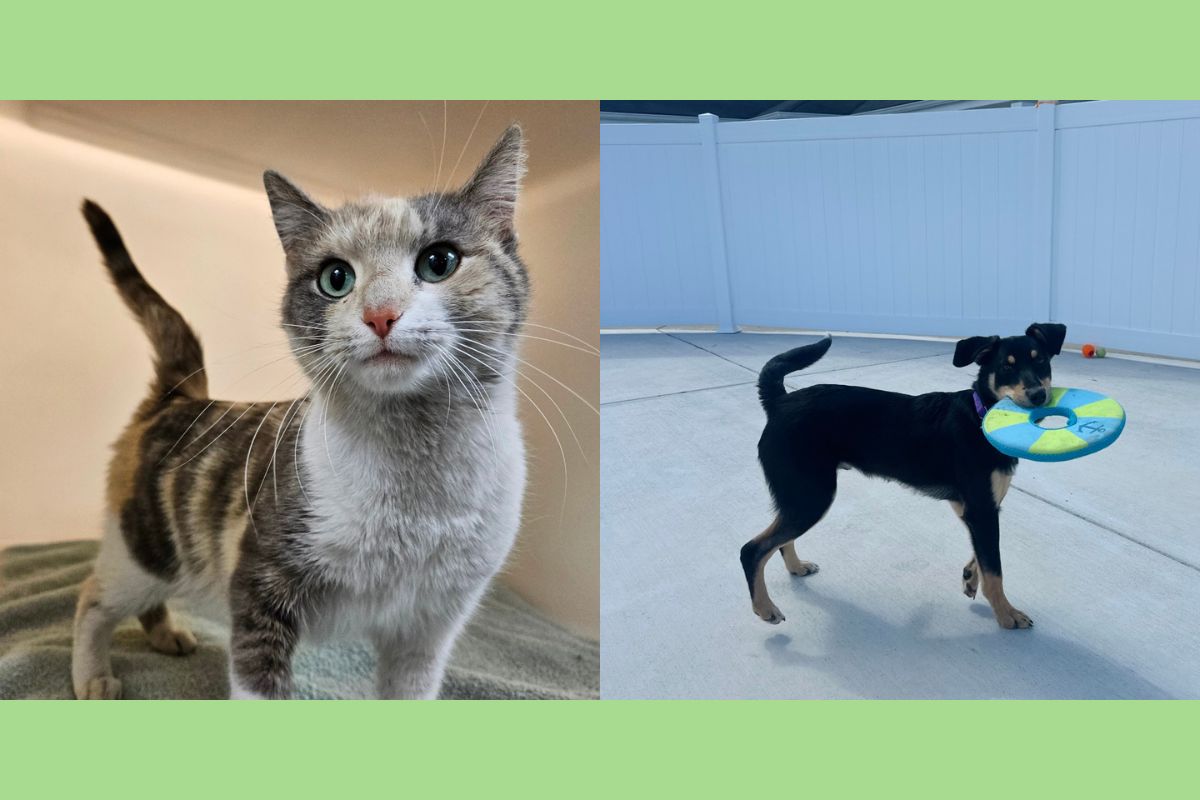 A cat with bright blue eyes and a grey, tan and white body and a black and brown dog with a frisbee in its mouth.