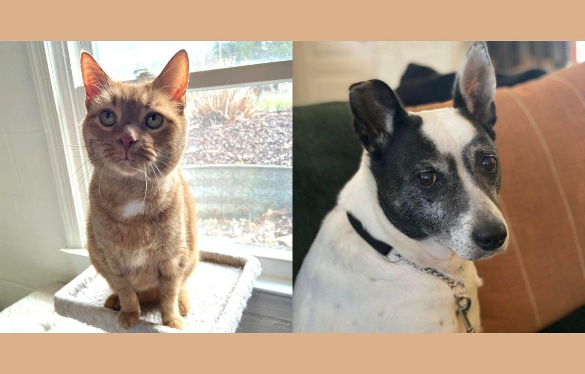 A photo of an orange cat sitting in a windowsill and a photo of a small black and white dog sitting on a couch.