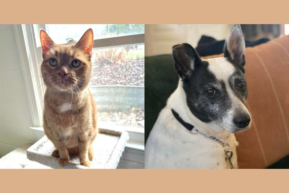 A photo of an orange cat sitting in a windowsill and a photo of a small black and white dog sitting on a couch.