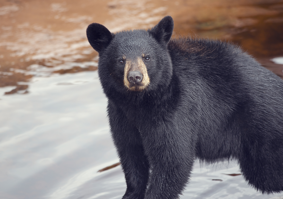 Young black bear near water