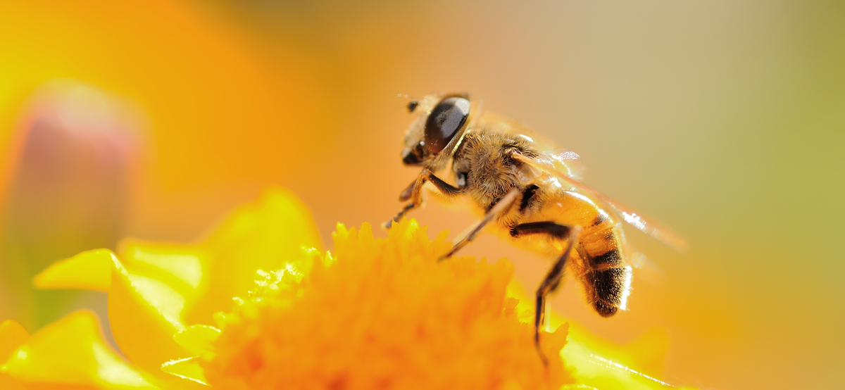 Macro shot of honeybee on the flower during sunset backlight.