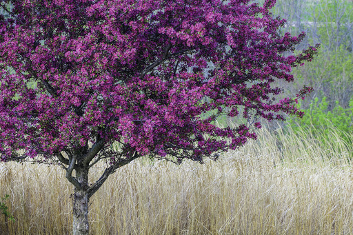 Redbud Tree In the Garden with Andre Viette Harrisonburg, VA