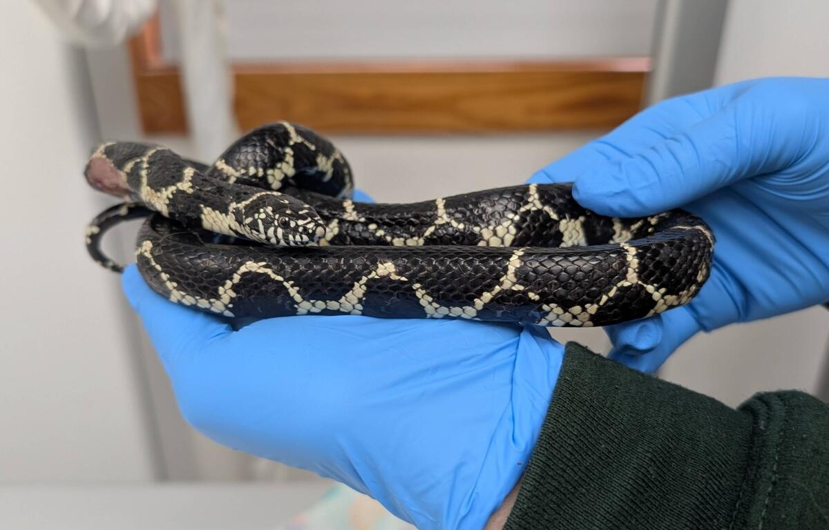 Eastern kingsnake