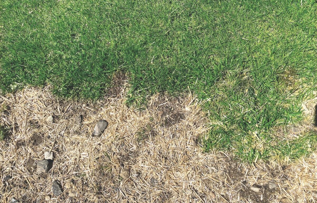 Green grass next to dry, dead grass.