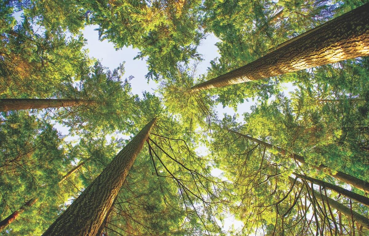 A photo looking up at tree tops.