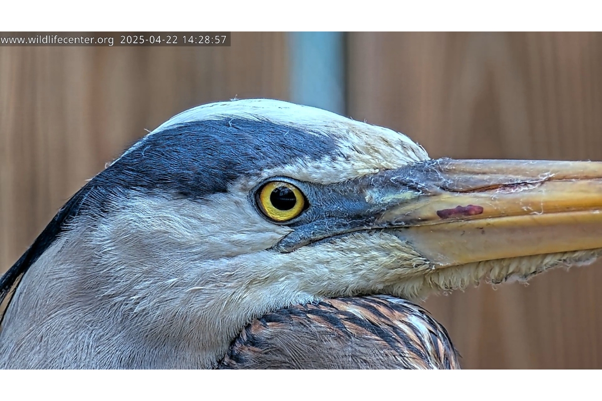 Up close of a Great Blue Heron's face.
