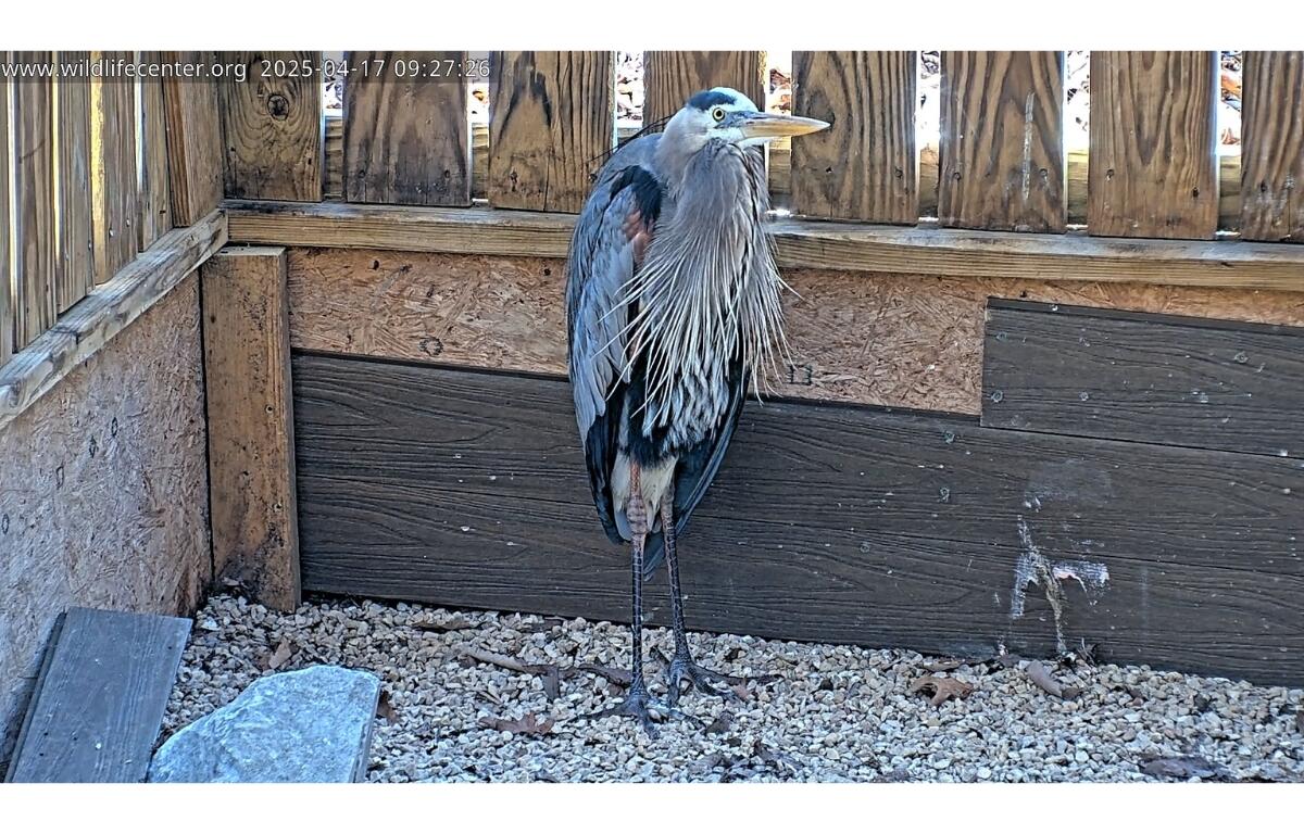 A Great Blue Heron standing in gravel next to a fence.