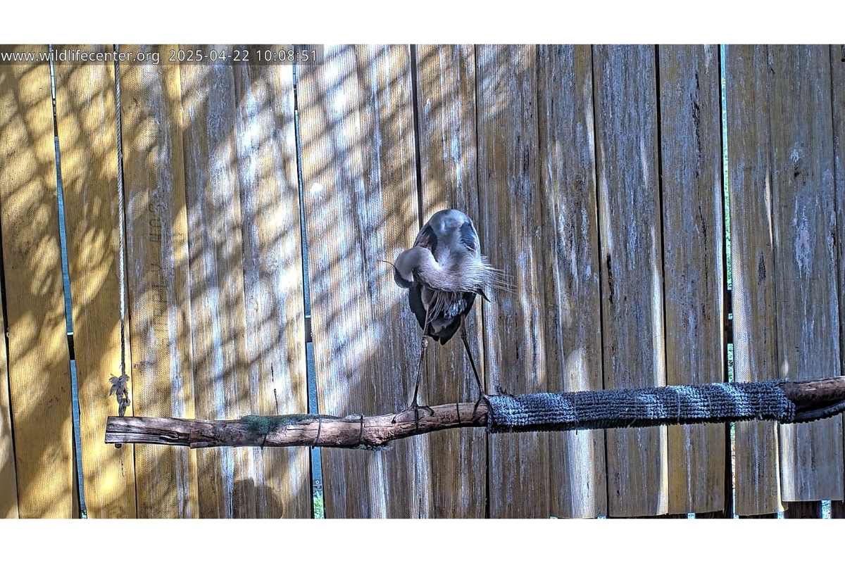 A Great Blue Heron sitting on a branch scratching its body with its beak.