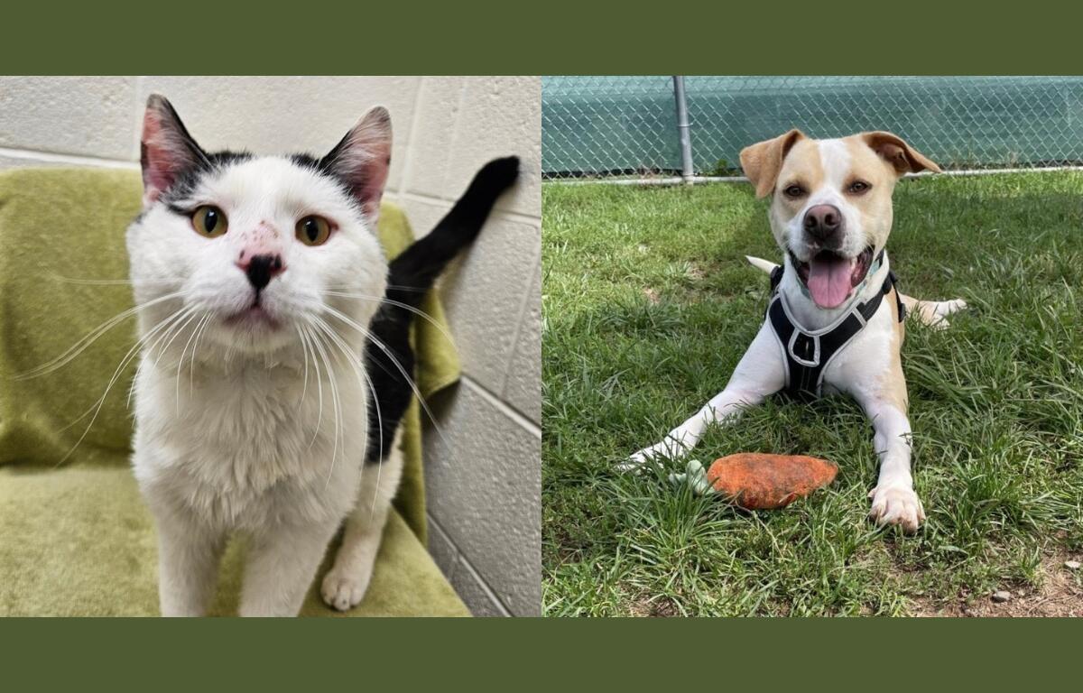 A black and white cat and a tan and white dog.