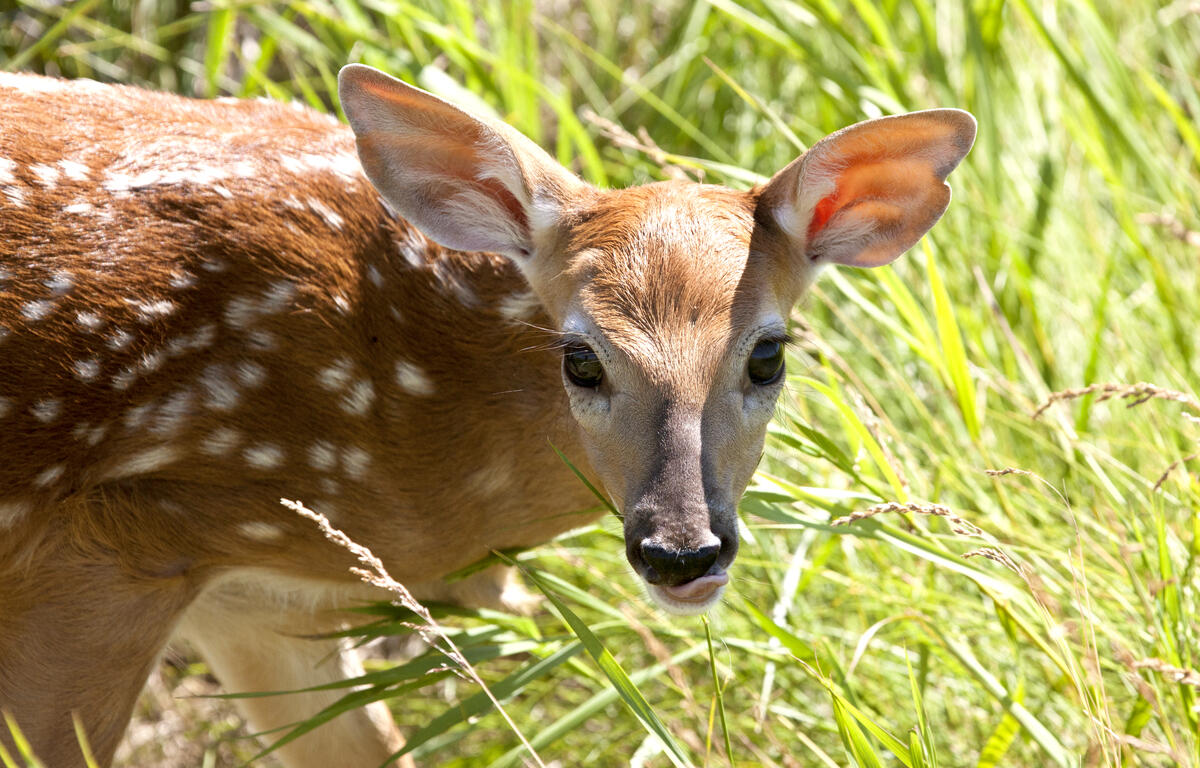 Baby Deer Doe spotted big eyes close up