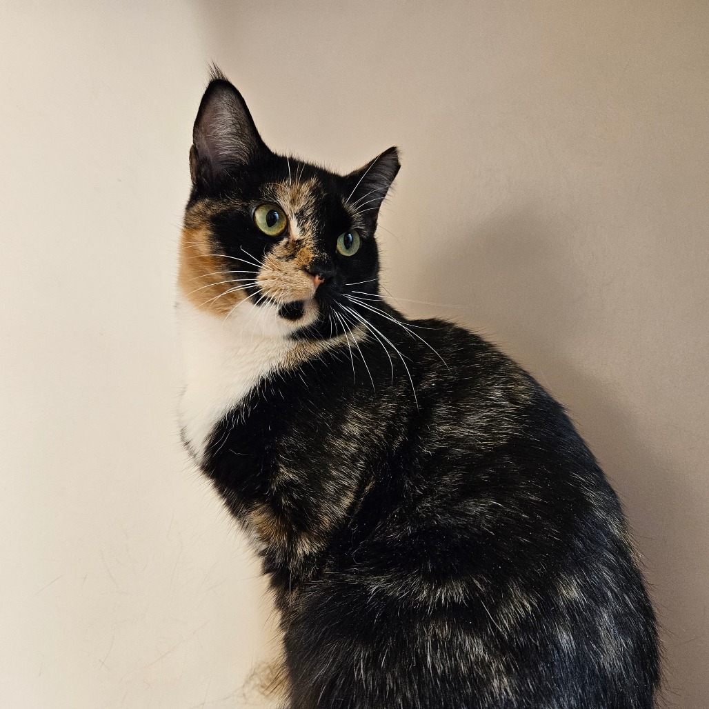 A black, white, and orange cat