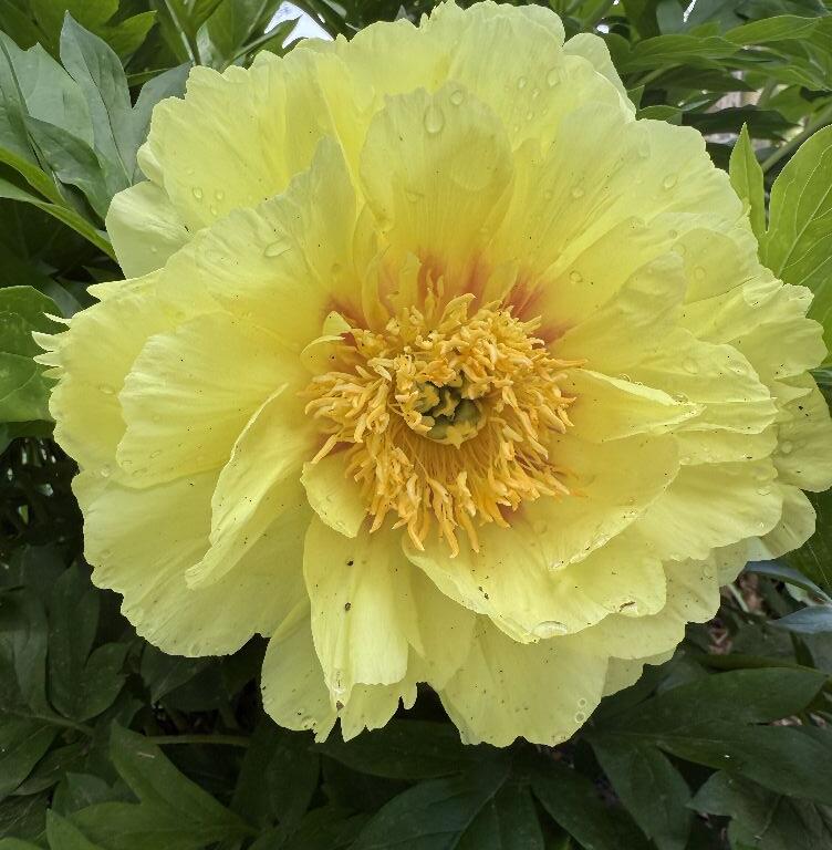 in the garden with andre viette freeze drought weather roses peony