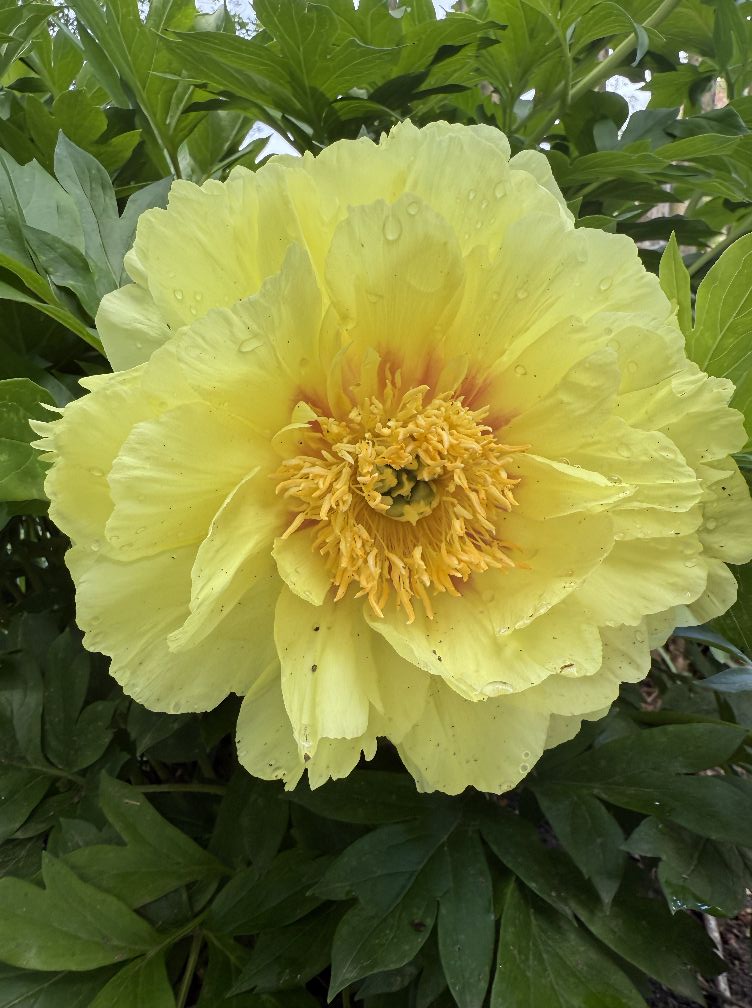 in the garden with andre viette freeze drought weather roses peony