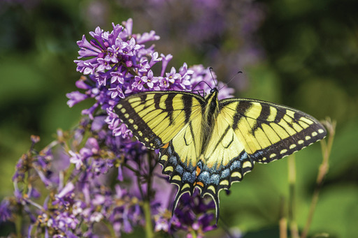 Lilac Swallowtail Butterfly In the Garden with Andre Viette