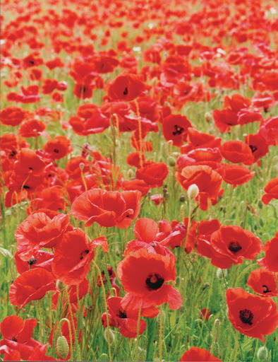 poppy gardening Memorial Day Andre Viette