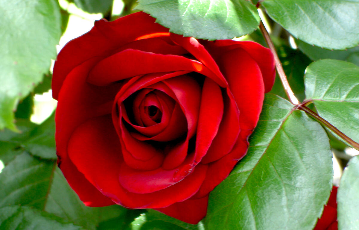 rose rose care andre viette in the garden jackson & perkins aphids disease