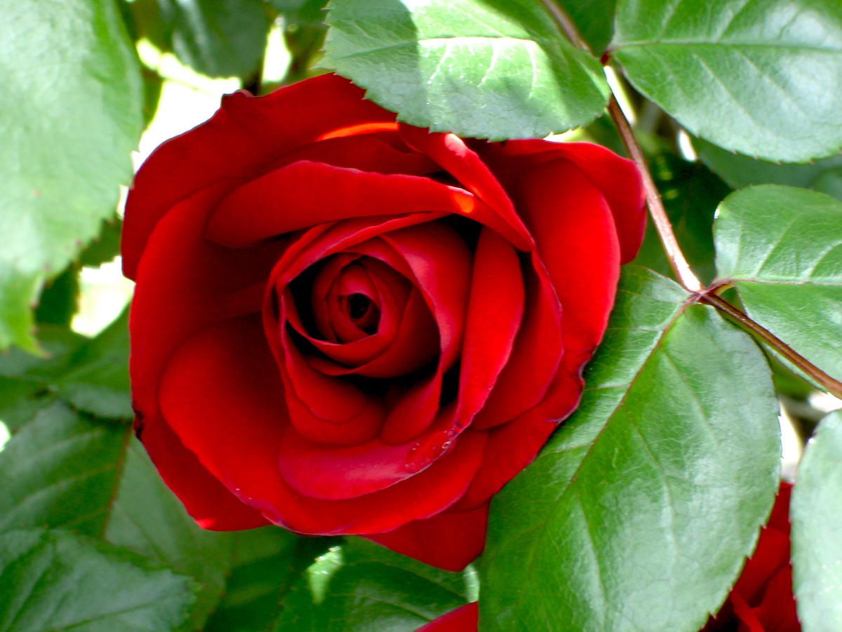 rose rose care andre viette in the garden jackson & perkins aphids disease