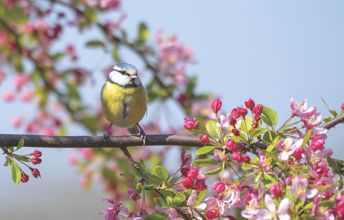 A small yellow and blue bird sits on a cherry blossom branch.