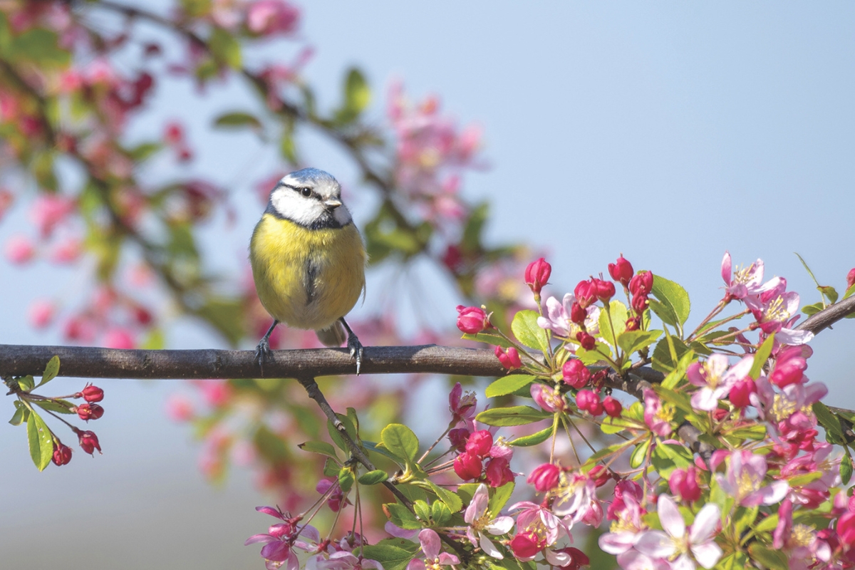 A small yellow and blue bird sits on a cherry blossom branch.