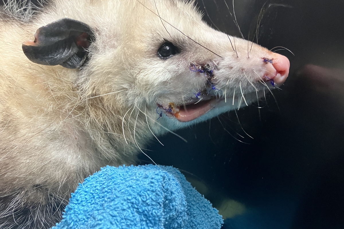 Up close of Virginia Opossum's face after surgery to fix jaw