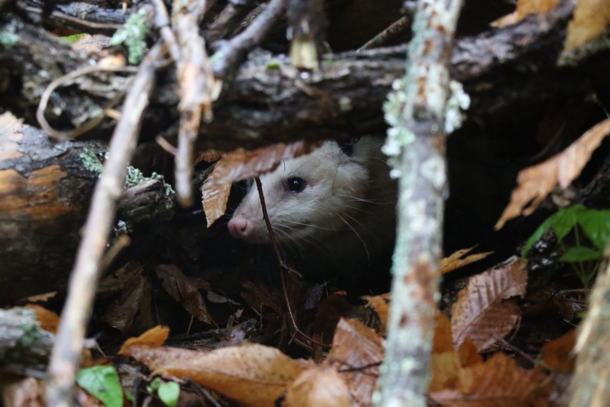 Virginia Opossum hiding in branches and leaves after fully healing.