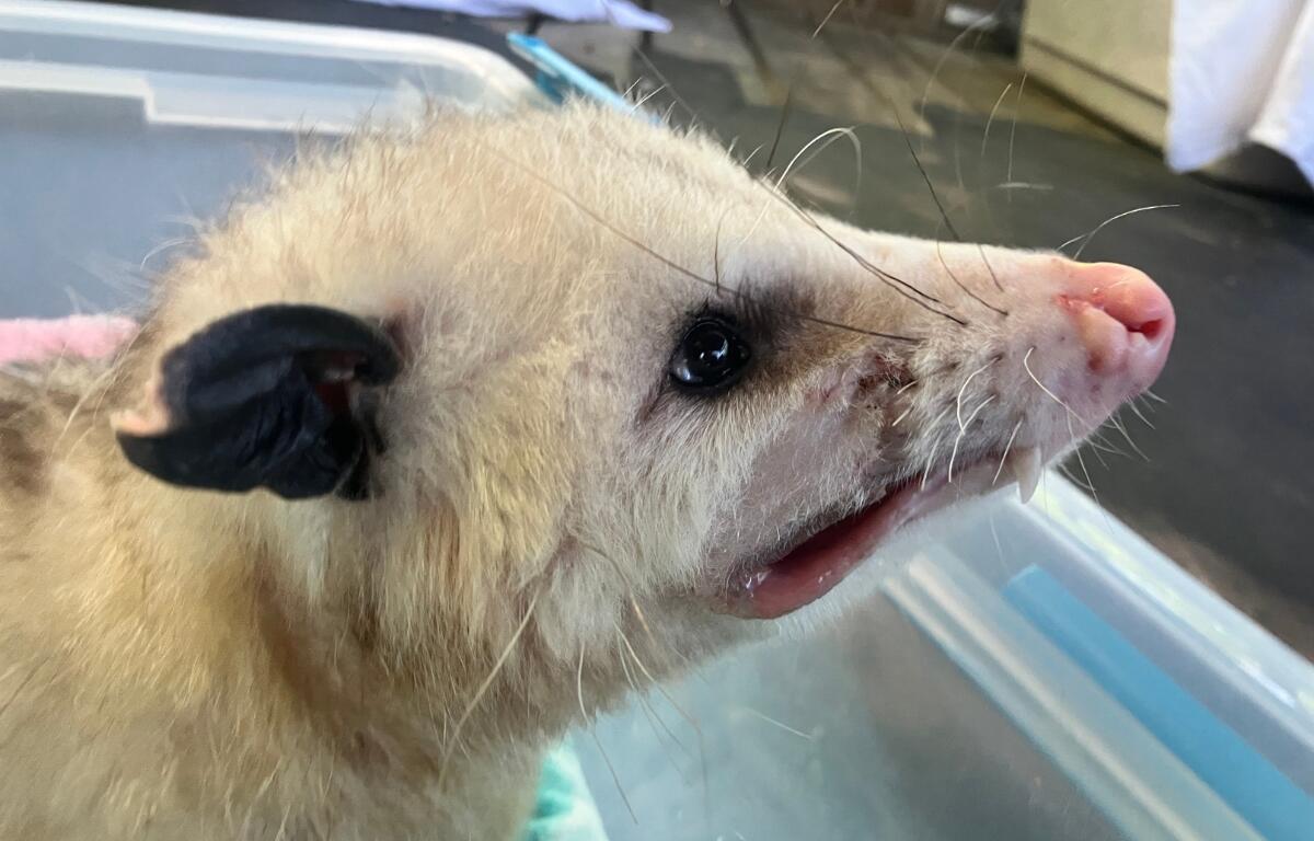 Up close of the Virginia Opossum