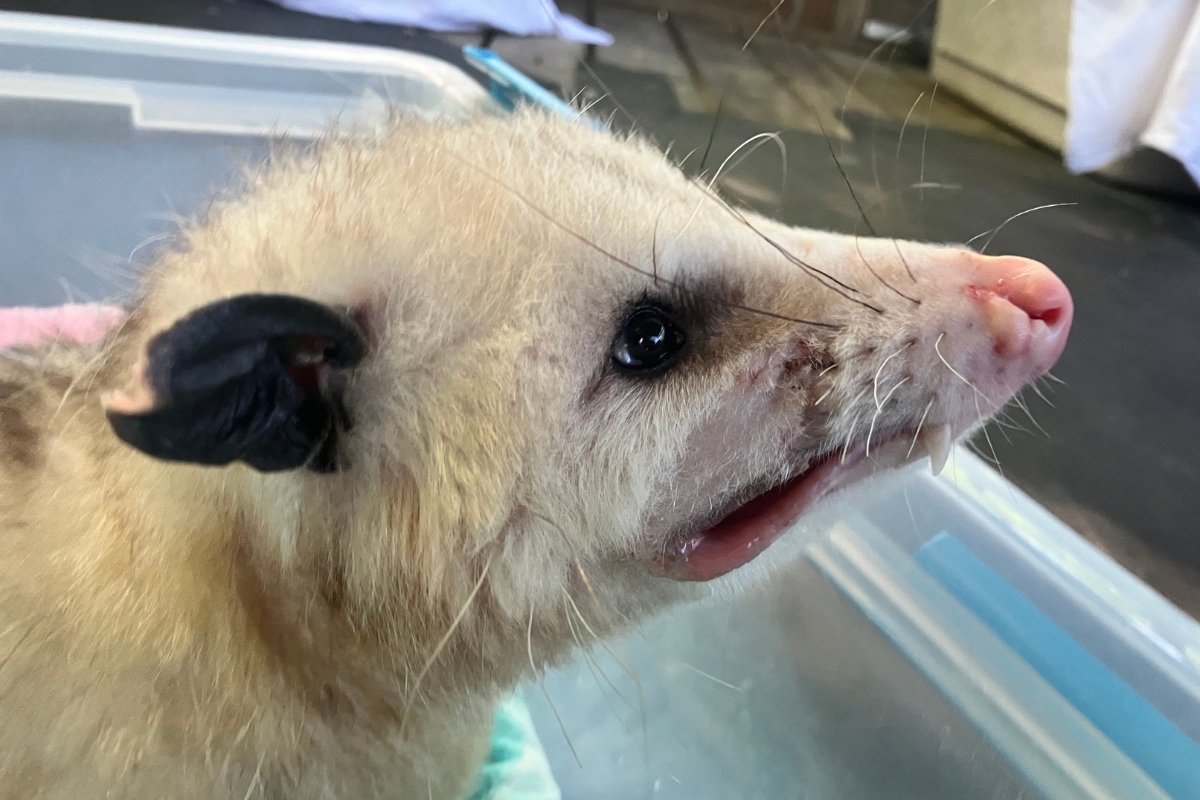 Up close of the Virginia Opossum
