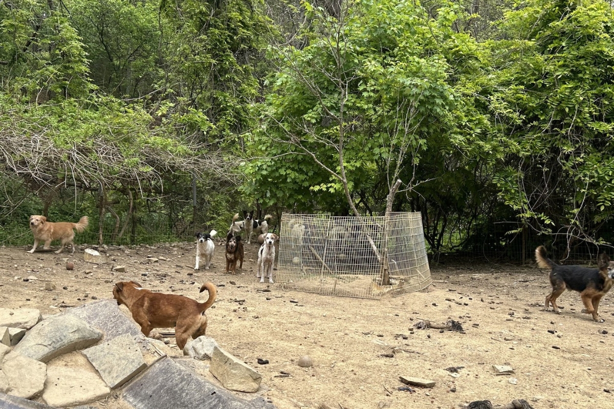 Several dogs in a dirt lot with a fence