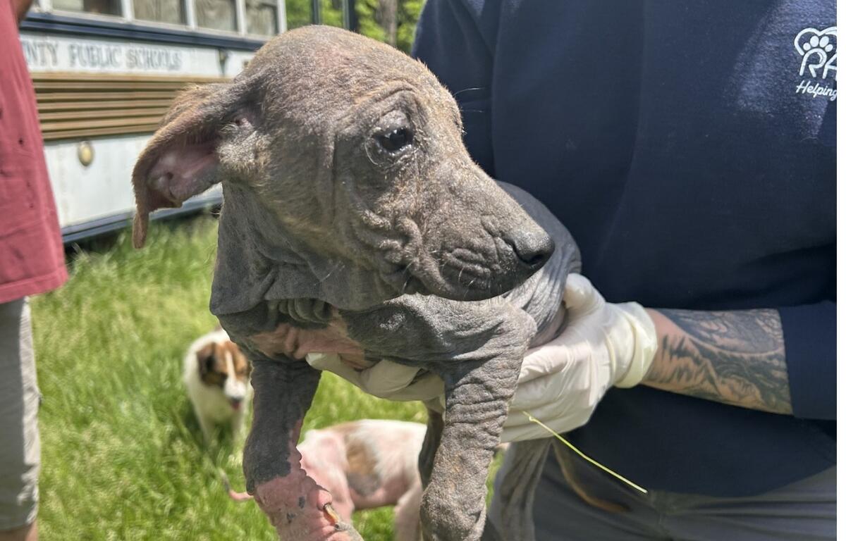 A small dog with no fur covered in dirt
