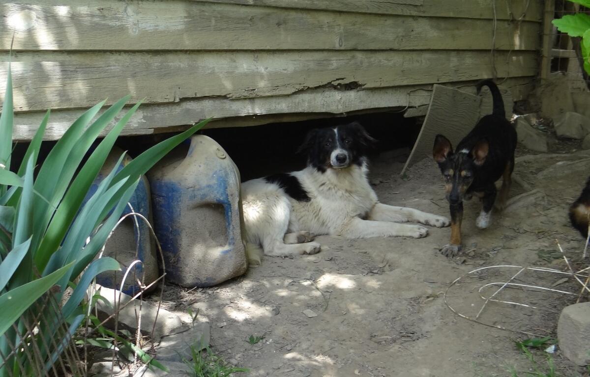 A black and whie dog and a black and brown dog sitting under a house in dirt.