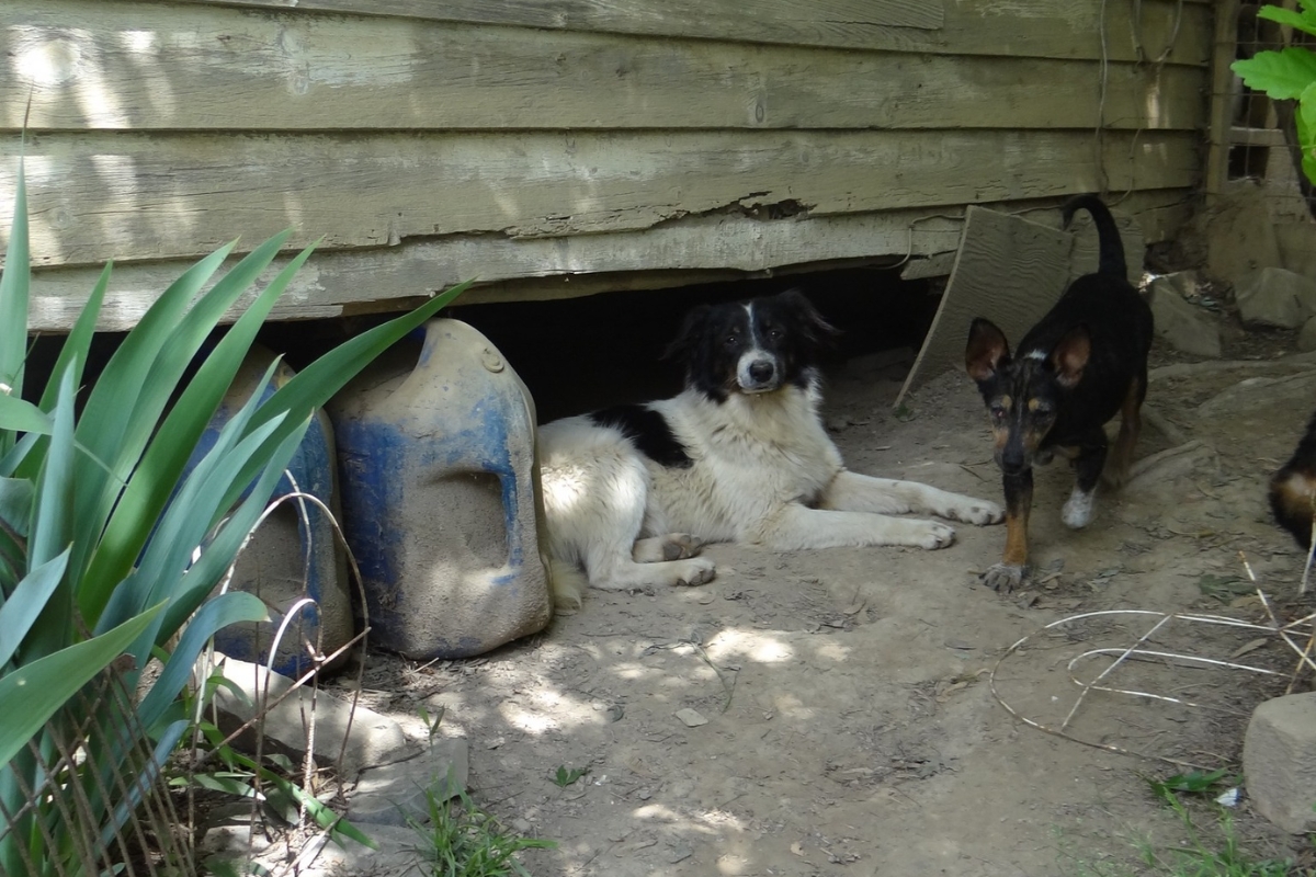 A black and whie dog and a black and brown dog sitting under a house in dirt.