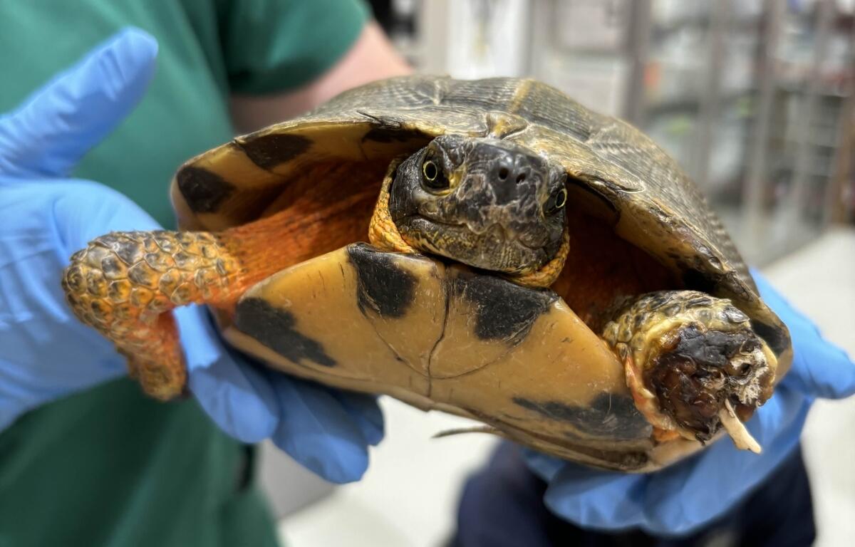 Up-close of a wood turtle. A dark shell and an orange underside.
