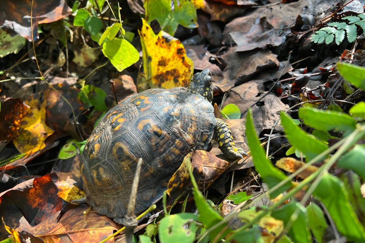 Box Turtle released into the leaves
