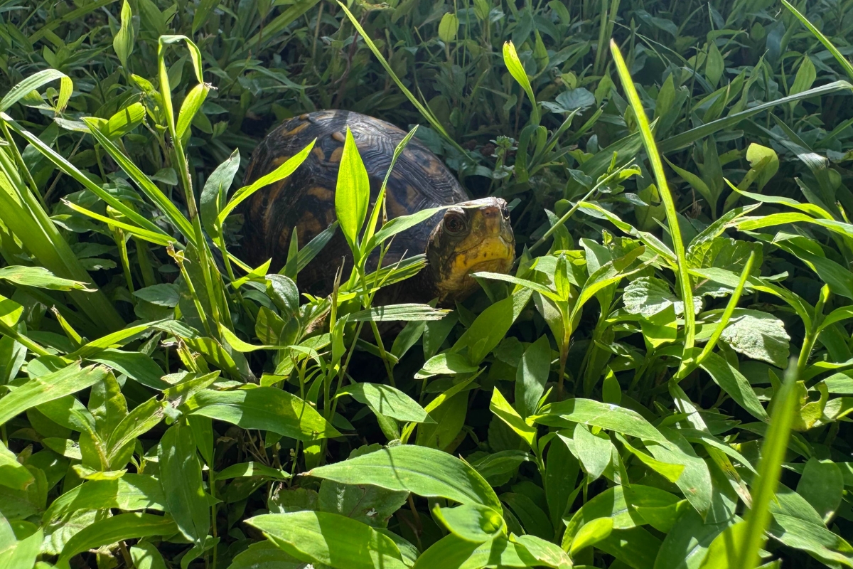 Box Turtle released into the grass