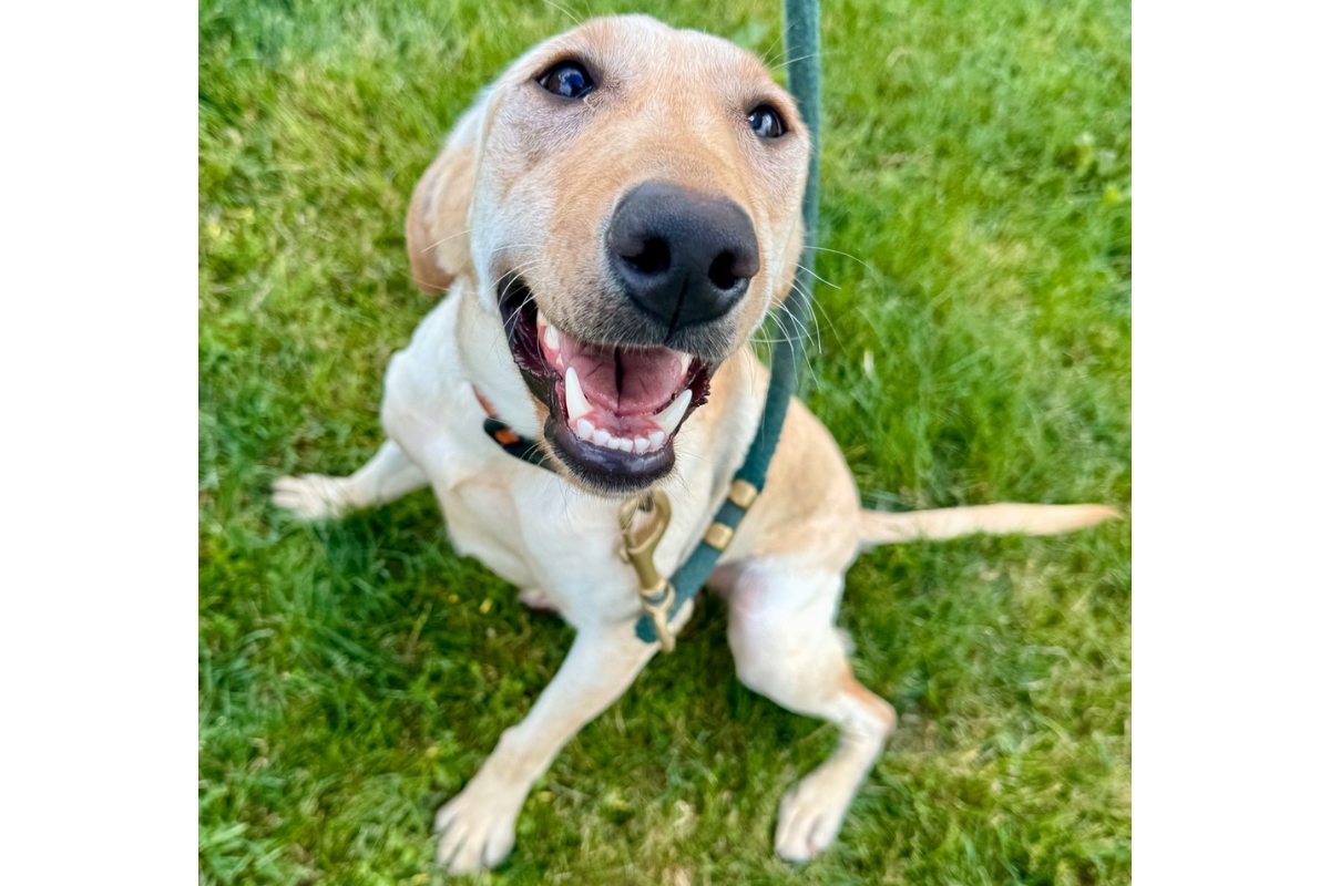 A photo of Xena, a yellow labrador.