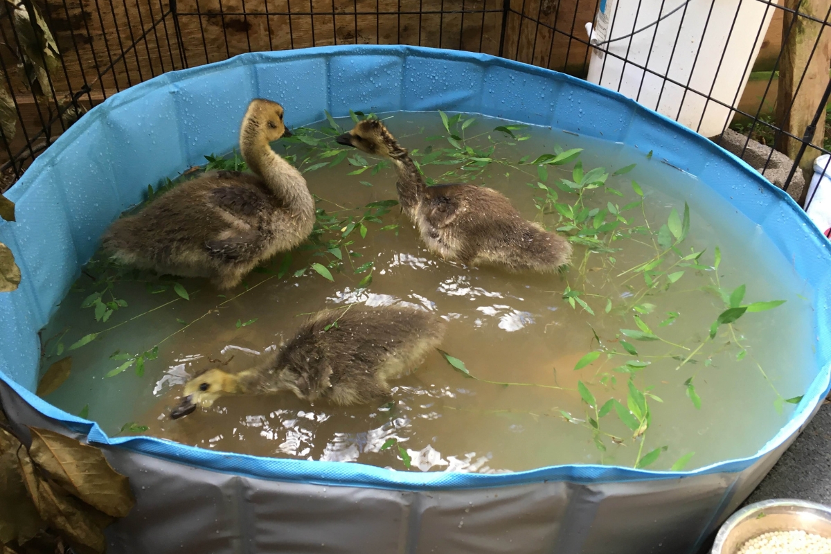A Canada Gosling swimming with other Canada Geese in a small pool.