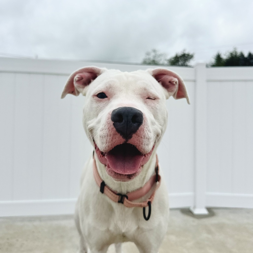 A mostly orange with white cat and a white Pitbull