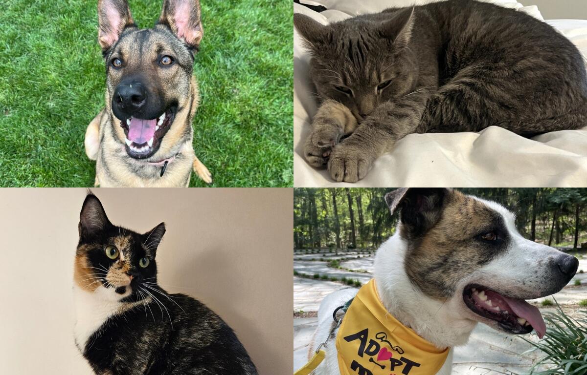 A german shepard, a grey shorthair cat, a black, white, and orange cat, and a mostly white dog with brown and black around his eyes.