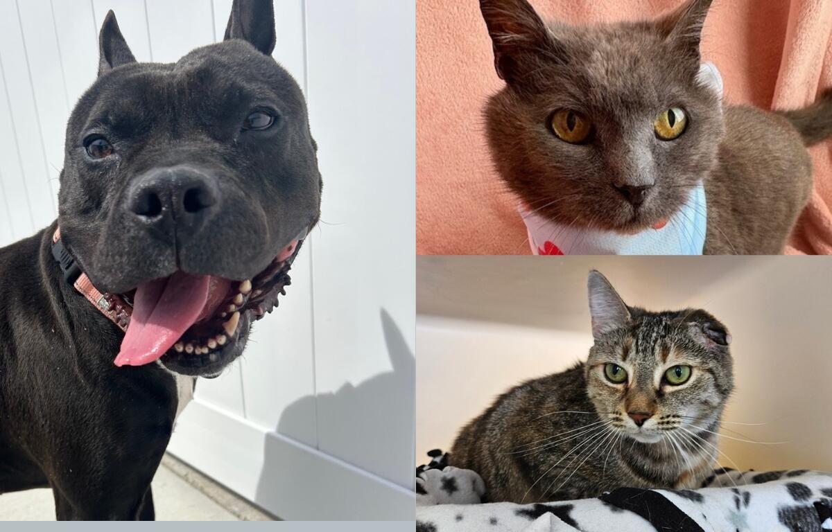 A black pit bull, a grey cat, and a tortie cat.